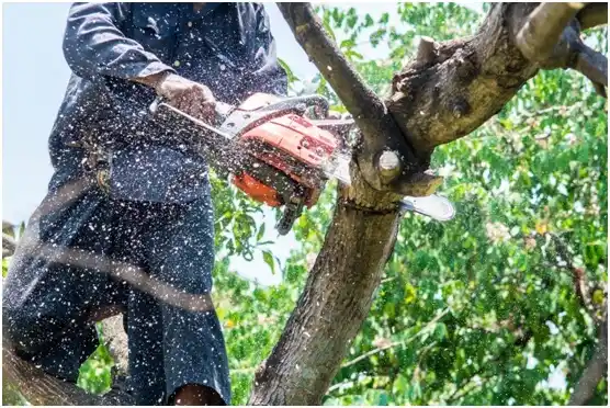 tree services Cedar Point